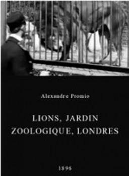 伦敦动物园的狮子在线观看和下载