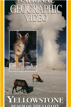黄石公园：土狼的王国在线观看和下载