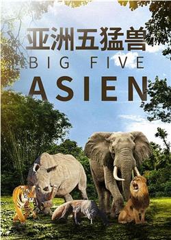 亚洲五猛兽在线观看和下载