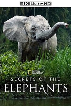 大象的秘密 第一季在线观看和下载
