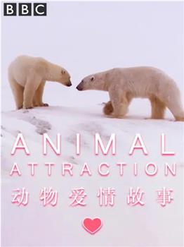 动物爱情故事在线观看和下载