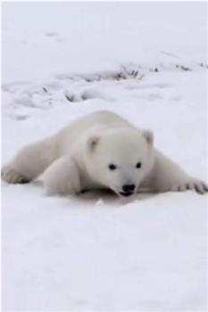 北极熊宝宝在线观看和下载